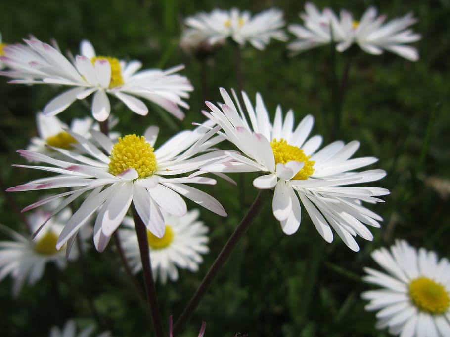 daisy, meadow, white, flowers, green, flower meadow, spring HD wallpaper