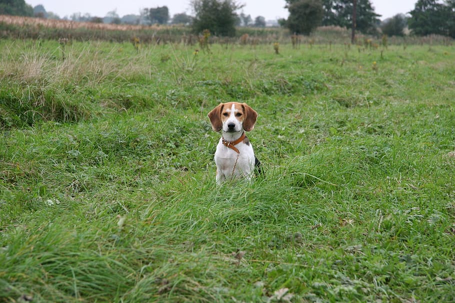 dog, pup, beagle, pet, puppy, doggy, companion, sitting, cute HD wallpaper