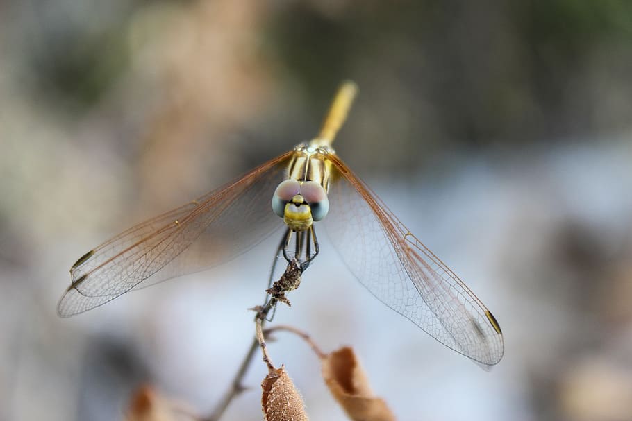 dragonfly, insect, nature, animal, animal Wing, close-up, macro HD wallpaper