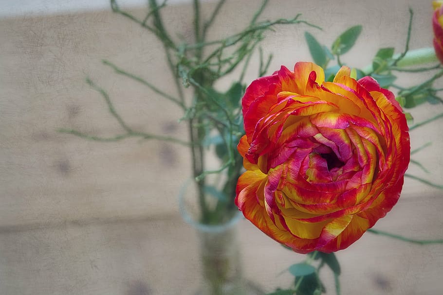 selective focus photography of red and yellow petaled flower HD wallpaper