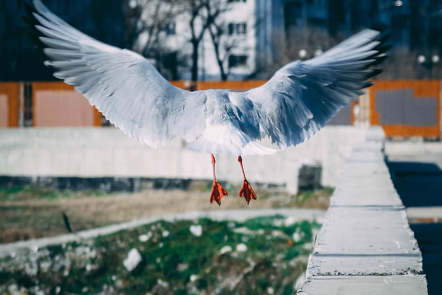 white bird flying near concrete wall, selective focus photo of seagull flying over gray concrete wall HD wallpaper