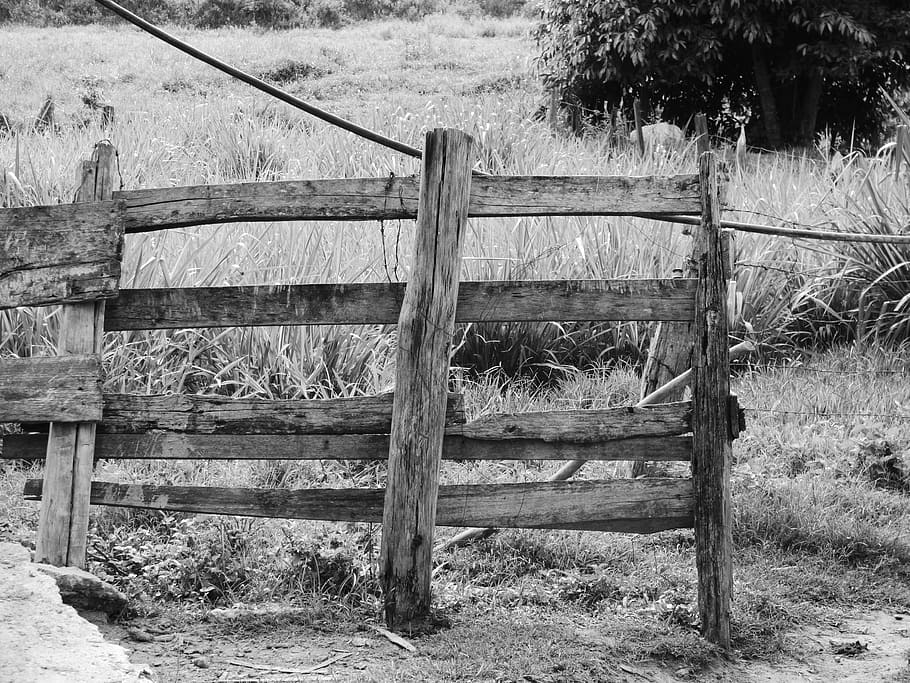 wood, surrounded, old, roça, farm, nature, landscape, arv HD wallpaper