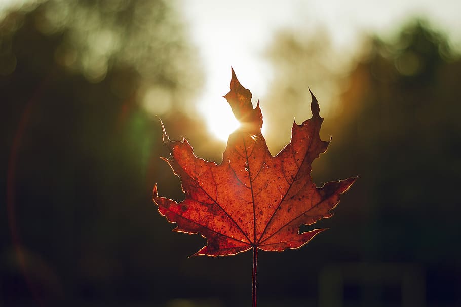 shallow focus photography of brown Maple leaf, red maple leaf close up photography