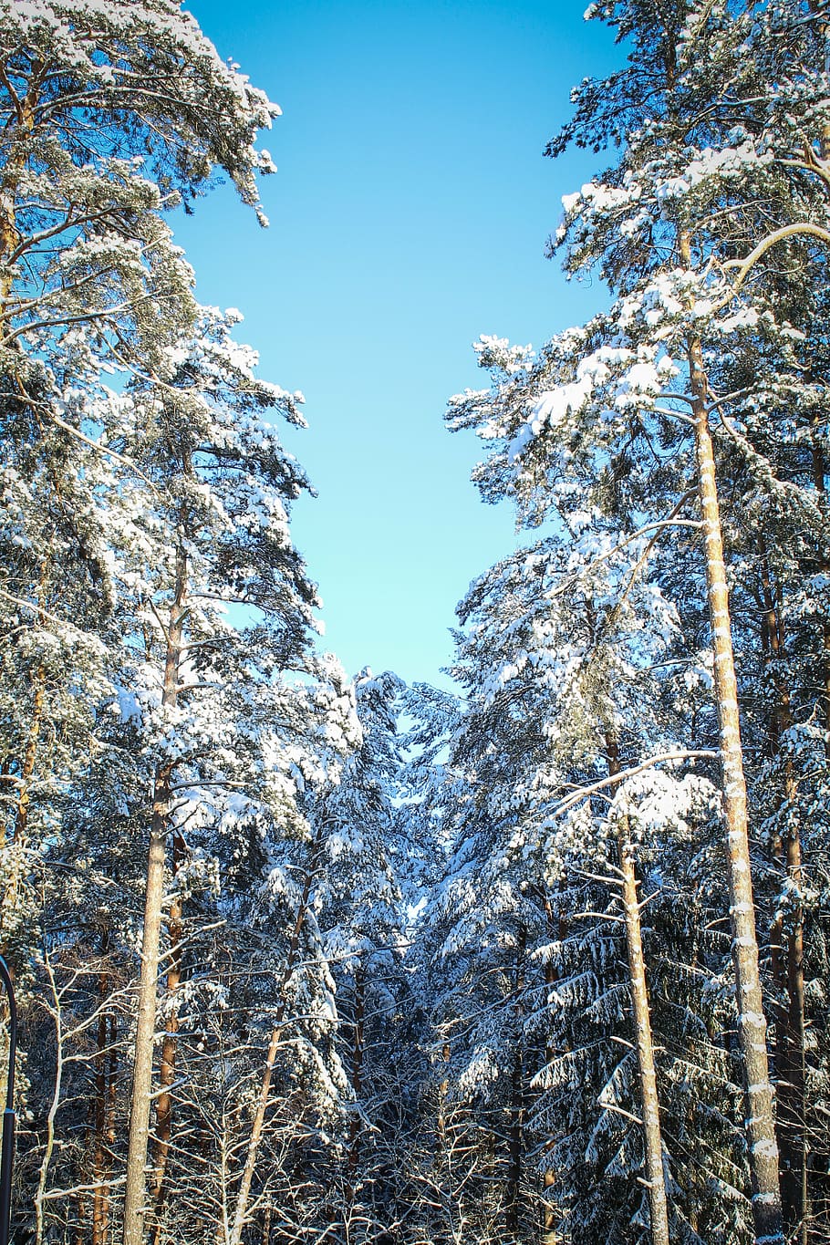winter forest, sky, snow, nature, tree, white, cold, pine, trees HD wallpaper