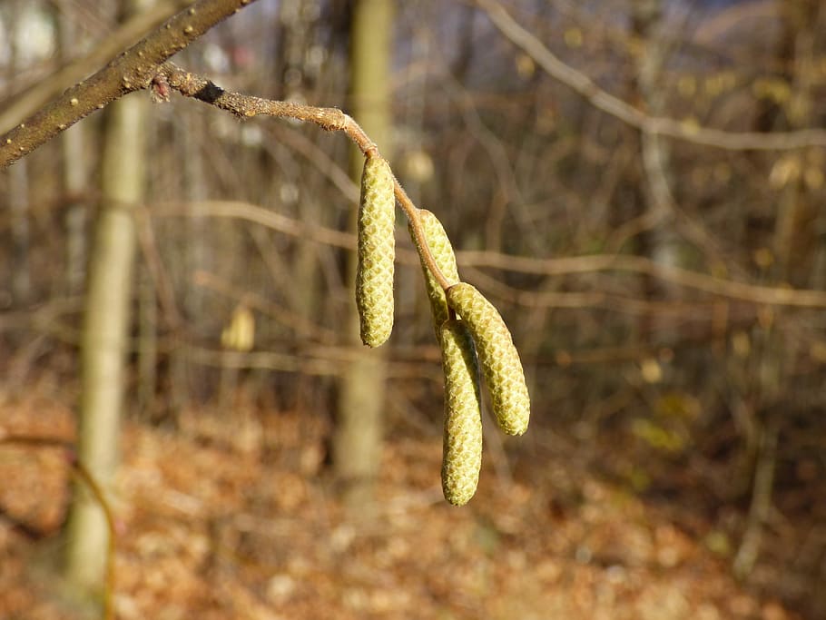 Plant, Sapling, Nature, Sprig, Tree, the sapling, closeup, macro HD wallpaper