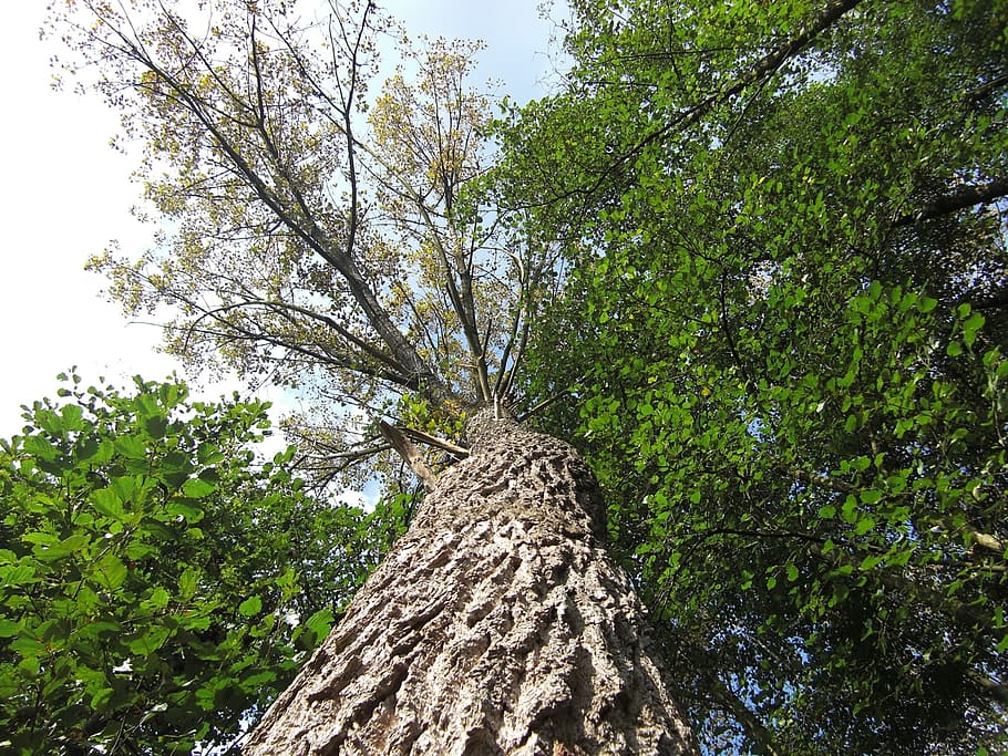 tree, nature, tree frog perspective, plant, growth, low angle view HD wallpaper