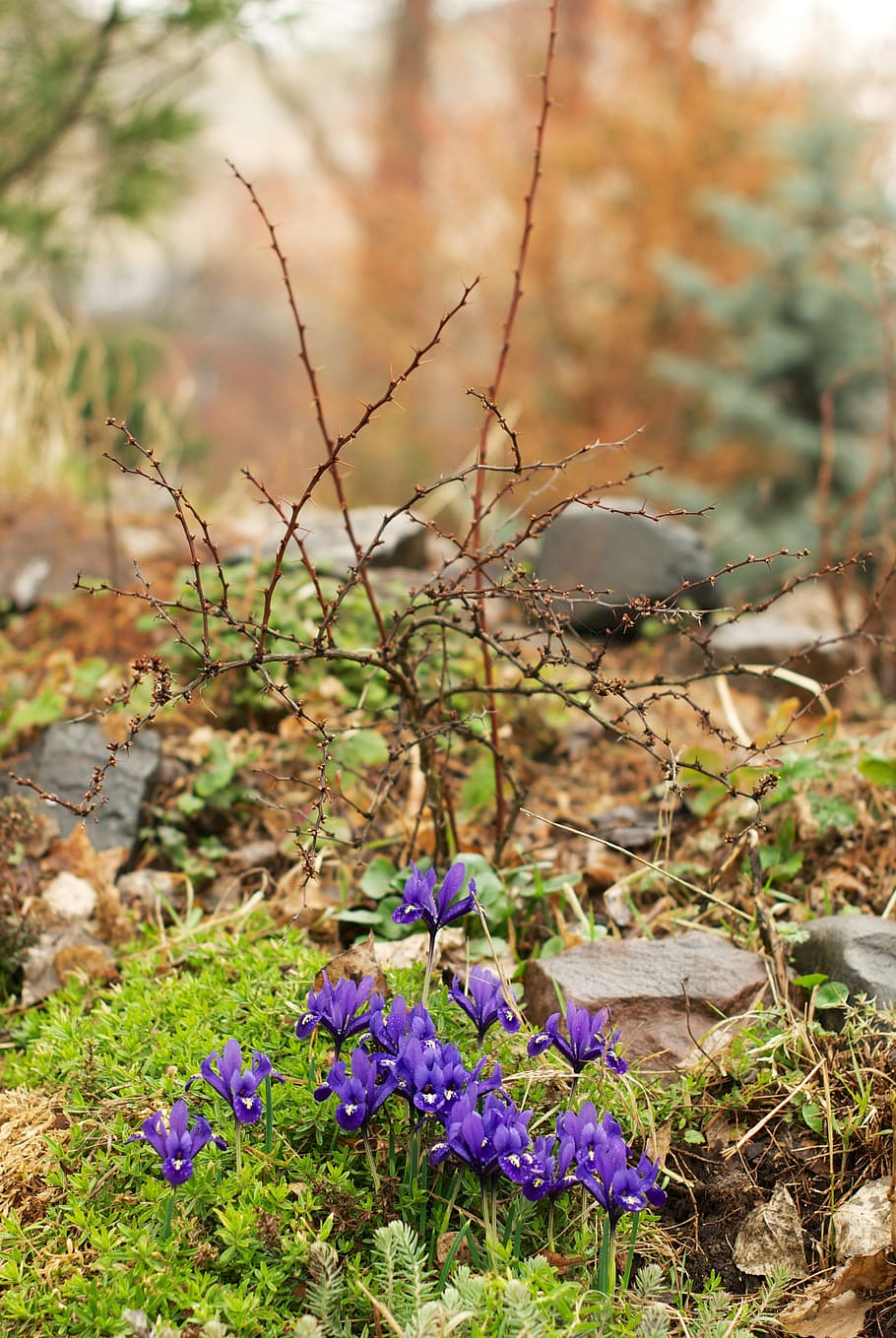 iris, spring, physic garden, flora, flowers, bloom, bud, greens HD wallpaper