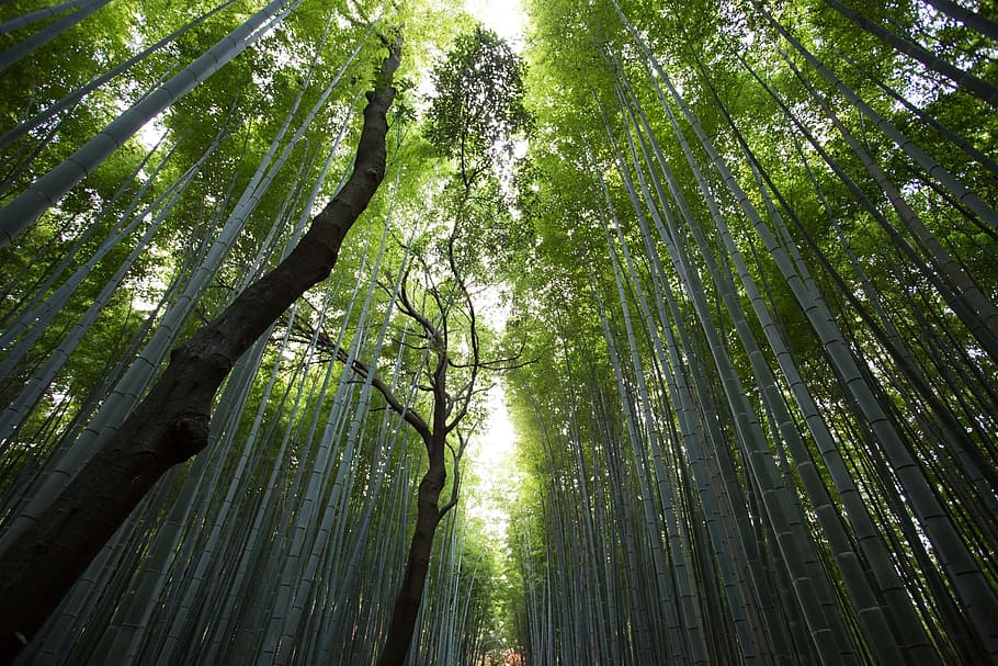 low angle photography of tall trees during day time, forest HD wallpaper