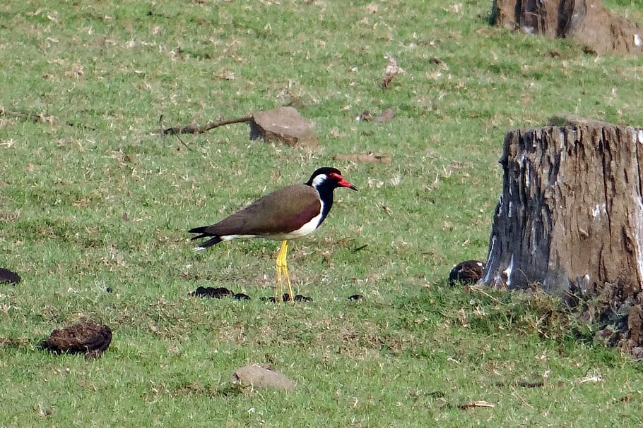 red-wattled lapwing, vanellus indicus, plover, wader, bird HD wallpaper
