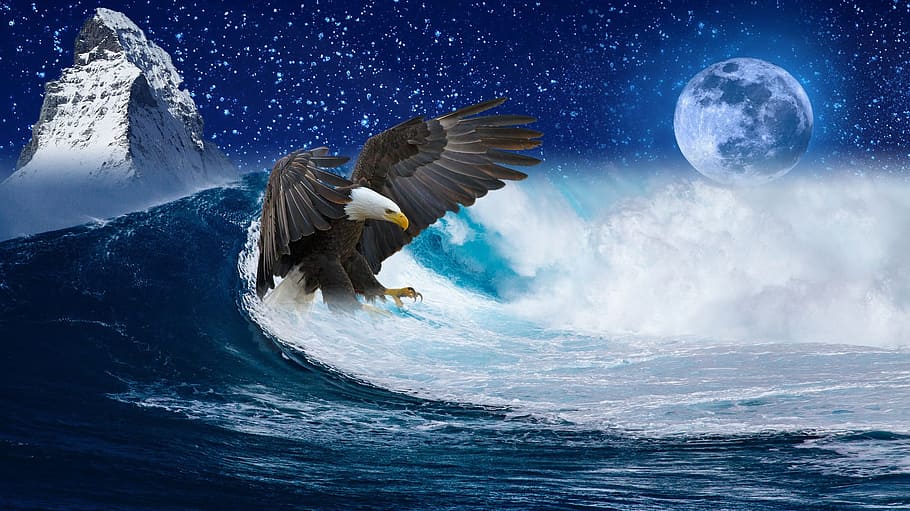 adler, bird, raptor, bald eagle, mountain, sea, water, moon HD wallpaper