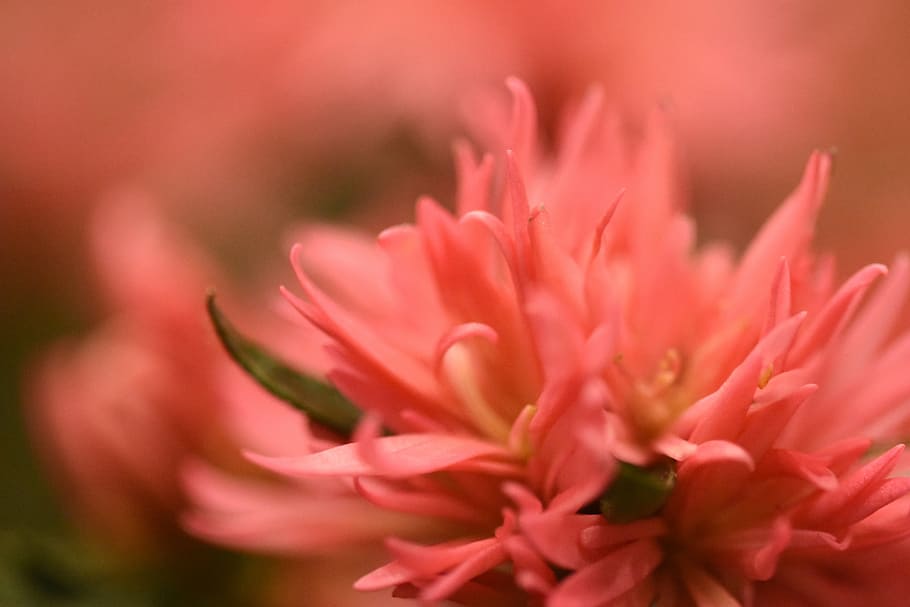 closeup photography of pink chrysanthemum flower, blur, macro HD wallpaper