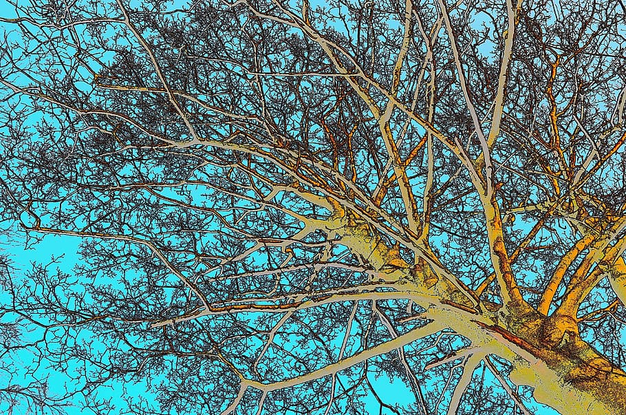 tree, branches, trunk, background, nature, season, sketch, painting HD wallpaper
