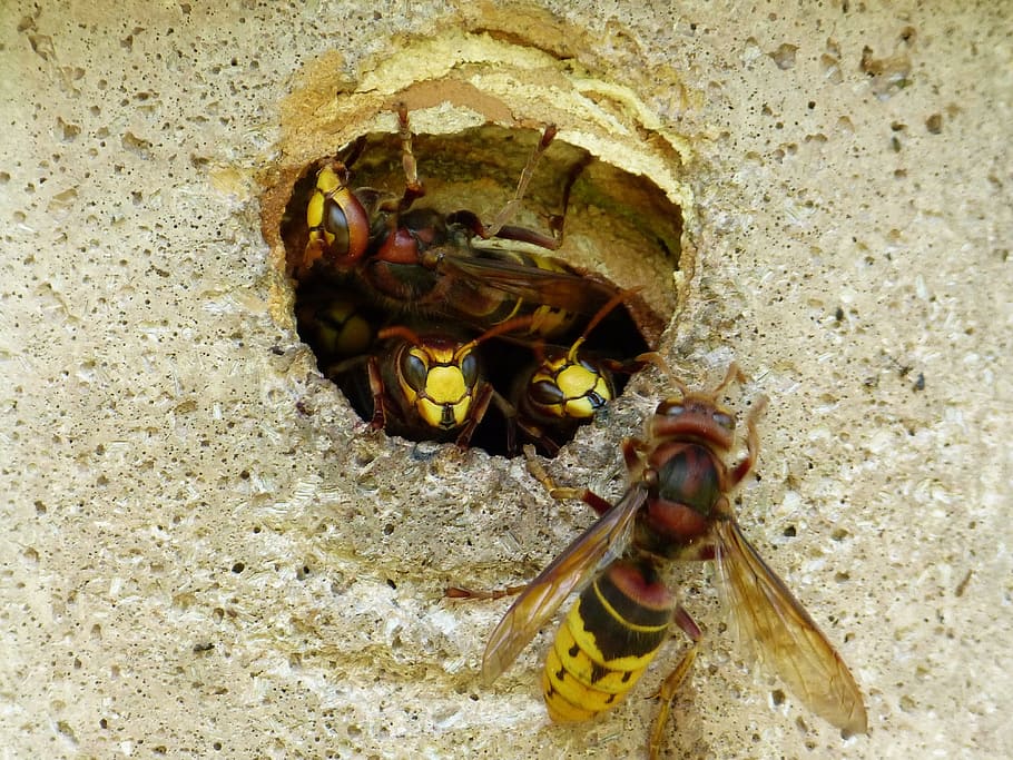 hornets, vespa crabro, animal, insect, wasp, vespidae, sting, HD wallpaper