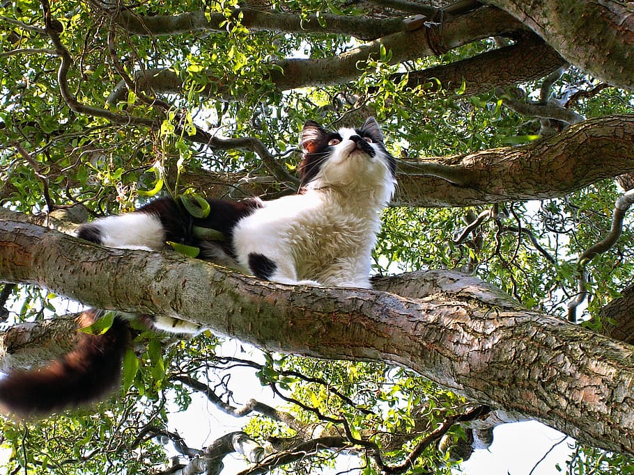 black and white cat on tree, animal, kitten, branch, plant HD wallpaper