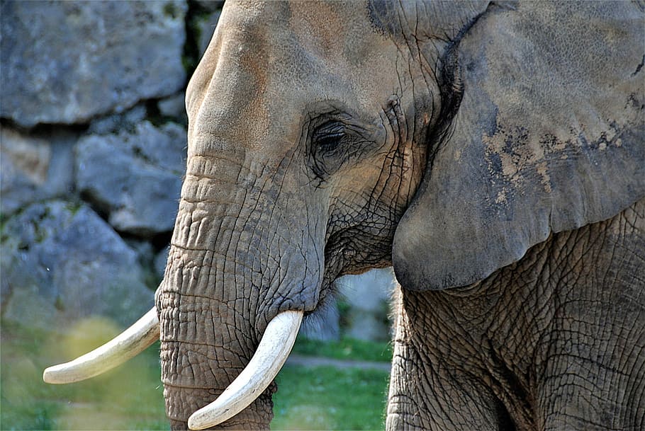 closeup photo of grey elephant, pachyderm, tusks, animal themes HD wallpaper