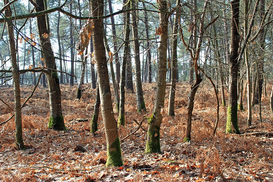 forest, undergrowth, nature, tree, land, tree trunk, plant HD wallpaper
