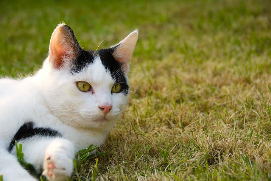 cat, cute, pet, outside, lying, grass, pets, domestic, animal themes HD wallpaper