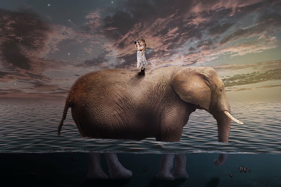 girl in white dress on gray elephant illustration, travel, child, HD wallpaper