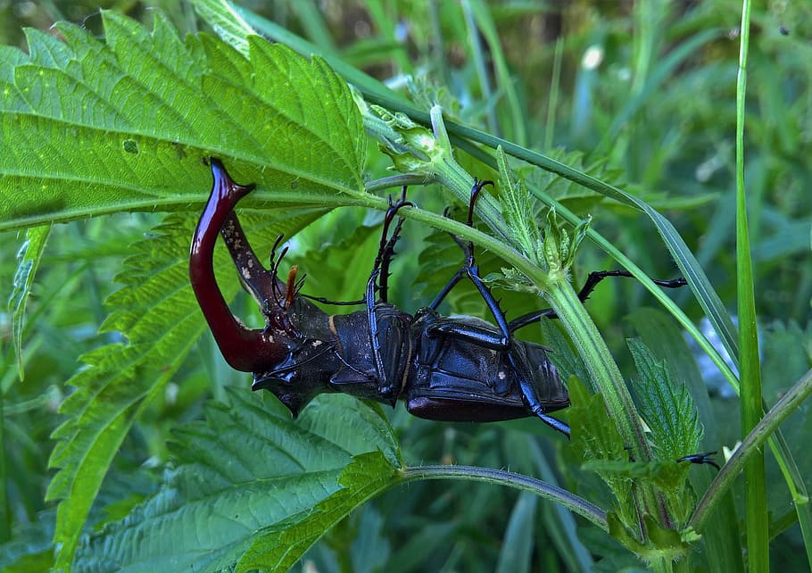 nature, bug, beetle, nettle, green, animal themes, animal wildlife HD wallpaper