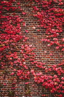 red palmate leaves beside brick wall, red flowers on wall, leaf HD wallpaper