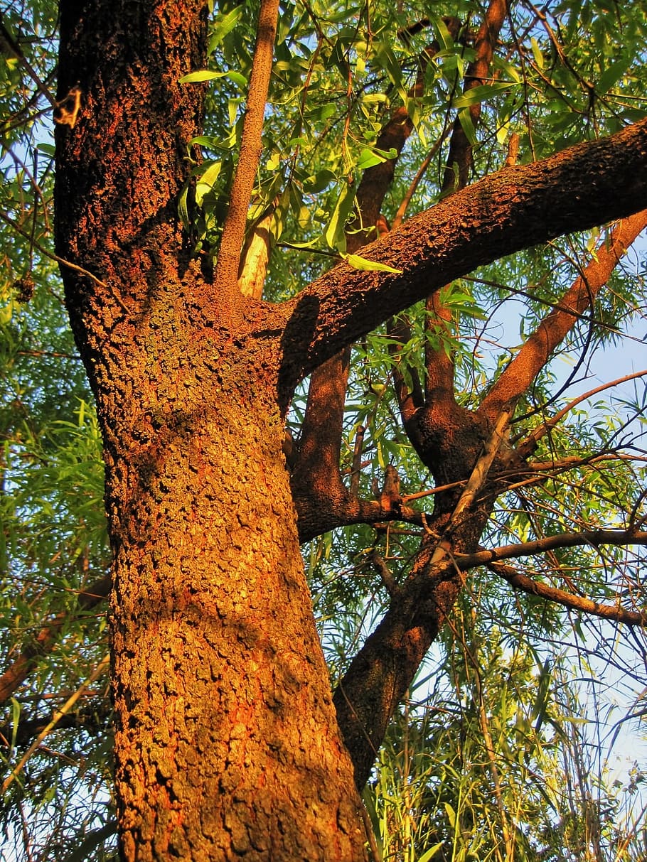 Tree, Bark, Textured, Sunlight, Organic, agriculture, outdoors HD wallpaper