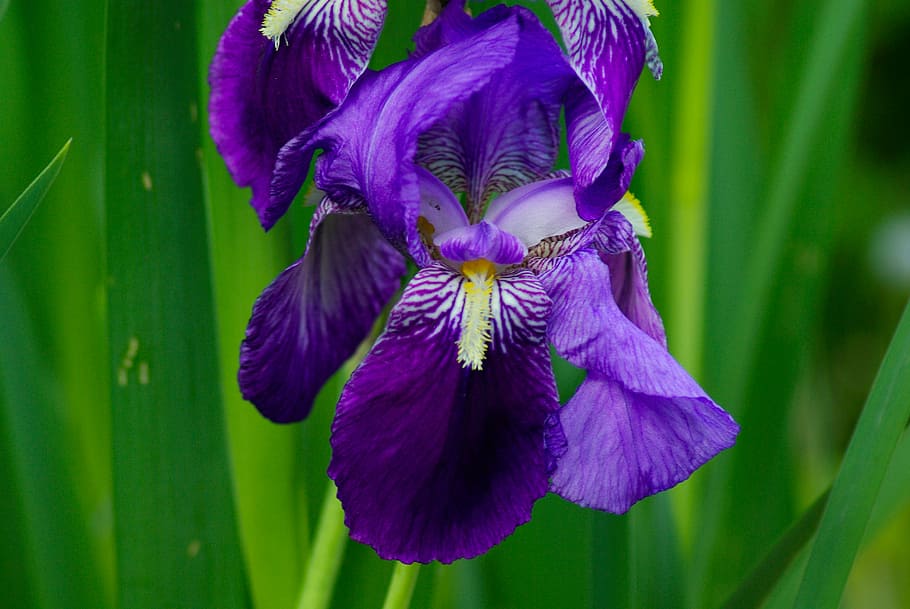 iris, pervenche, violet, foliage, purple, flowering plant, freshness HD wallpaper