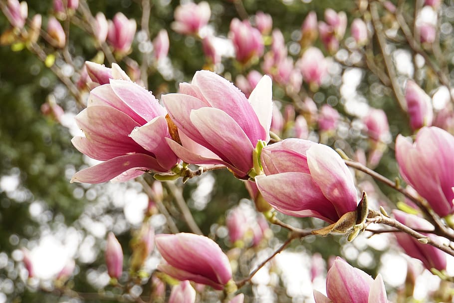 shallow focus photography of pink flower, magnolia, spring HD wallpaper