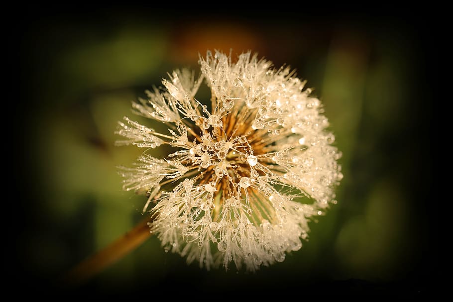 flower, dew, dewdrop, nature, plant, close, morgentau, drip HD wallpaper