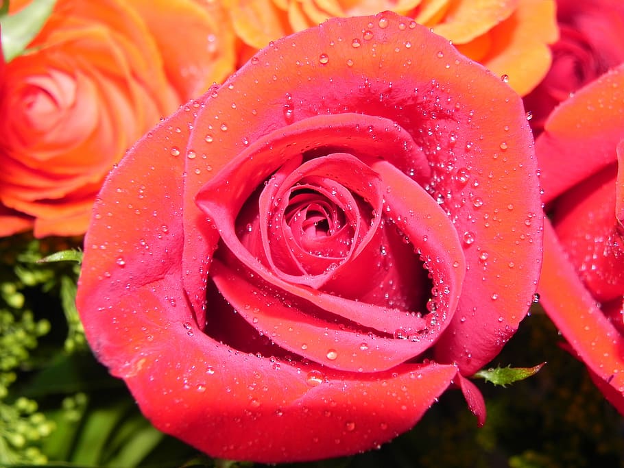 red rose, nature, flower, beauty in nature, flowering plant HD wallpaper