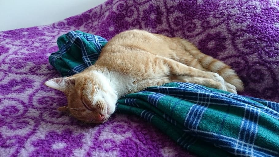 orange tabby cat sleeping on bed, Kitten, Fur, Ginger, adorable HD wallpaper