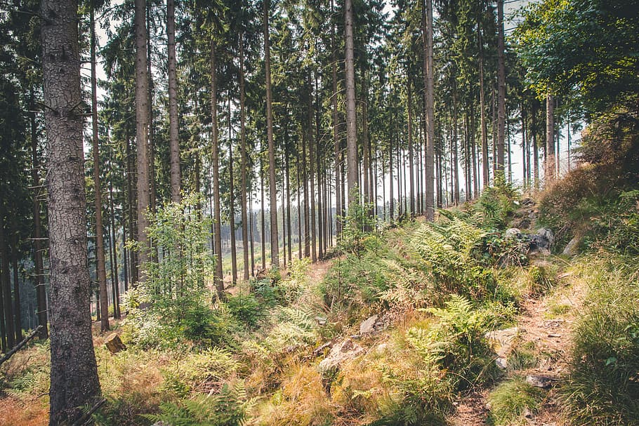 forest, nature, hiking, trees, outdoor, away, landscape, plant HD wallpaper
