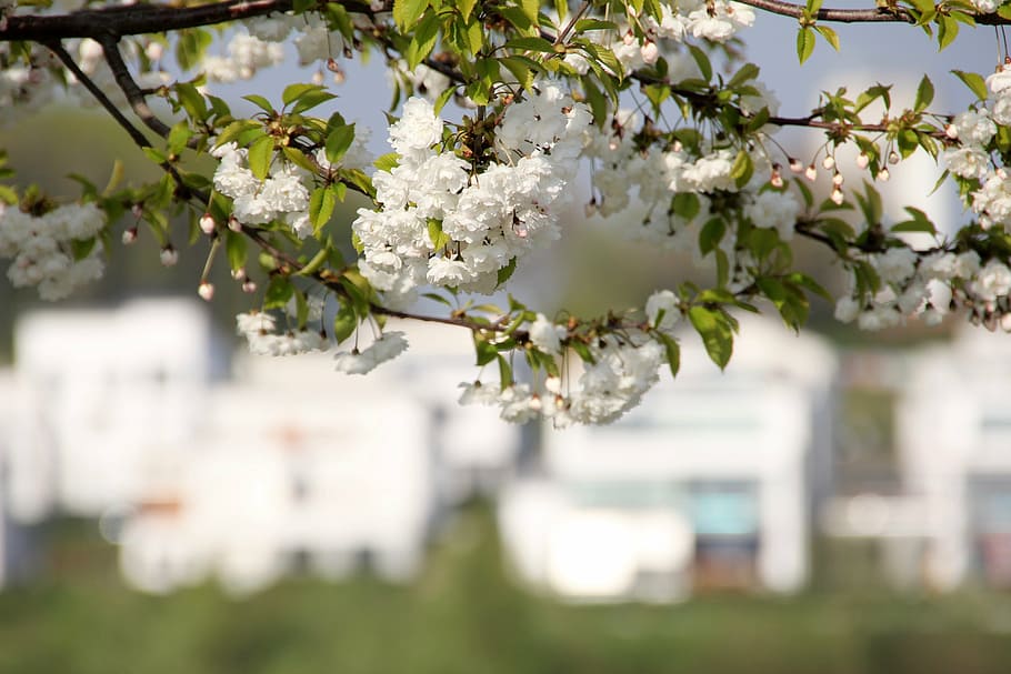 blossom, bloom, tree, spring, nature, leaves, avenue, park HD wallpaper