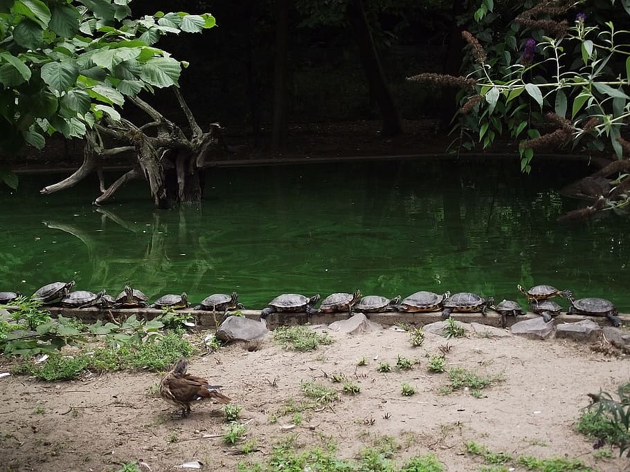 turtle, zoo, water, plant, tree, nature, lake, tranquility HD wallpaper