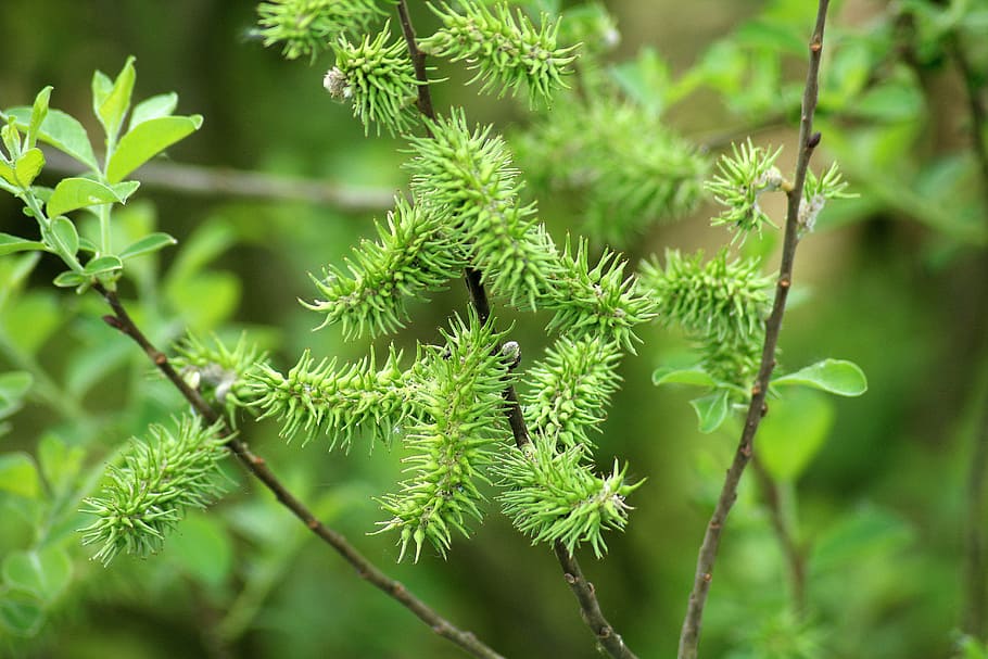 willow, variety, bush, tree, spring, flowering, nature, plant HD wallpaper