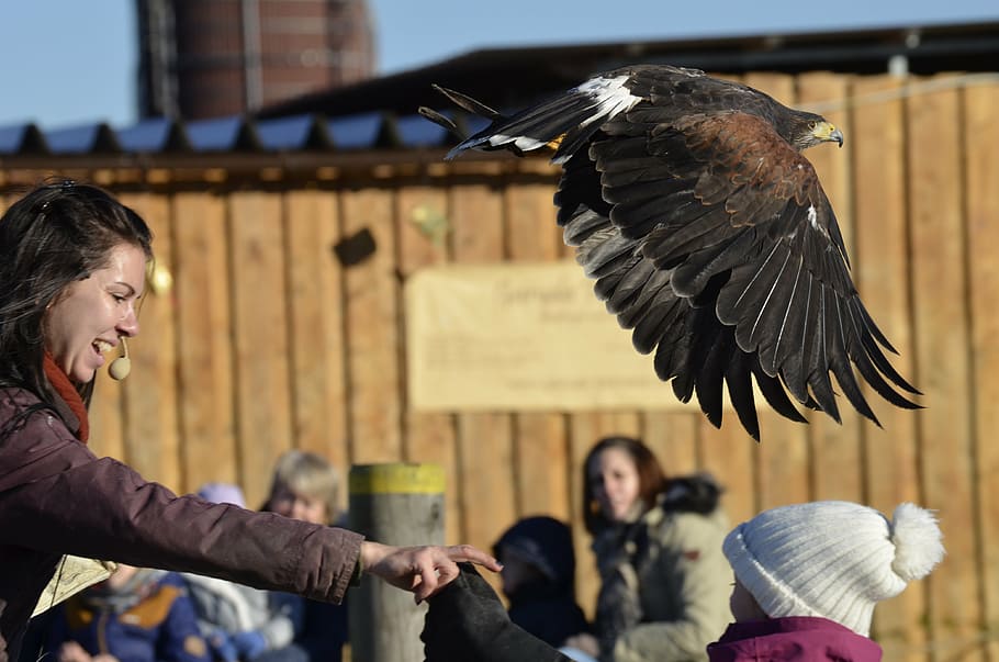 adler, bill, raptor, bird, bird of prey, portrait, golden eagle HD wallpaper