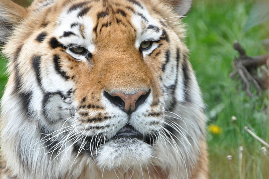 tiger, expensive, natural, animal themes, feline, animal wildlife HD wallpaper