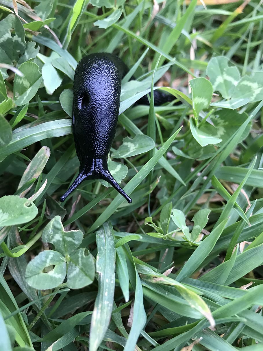 nature, snail, crawling, one animal, green color, animal wildlife HD wallpaper