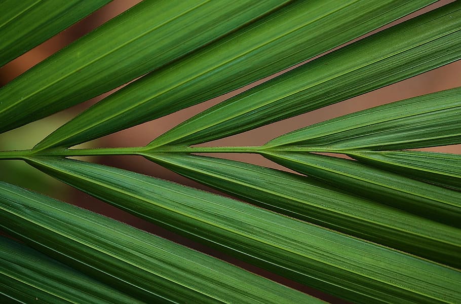 Leaf, Leaves, Colorful, Macro, green, nature, background, plant leaves HD wallpaper