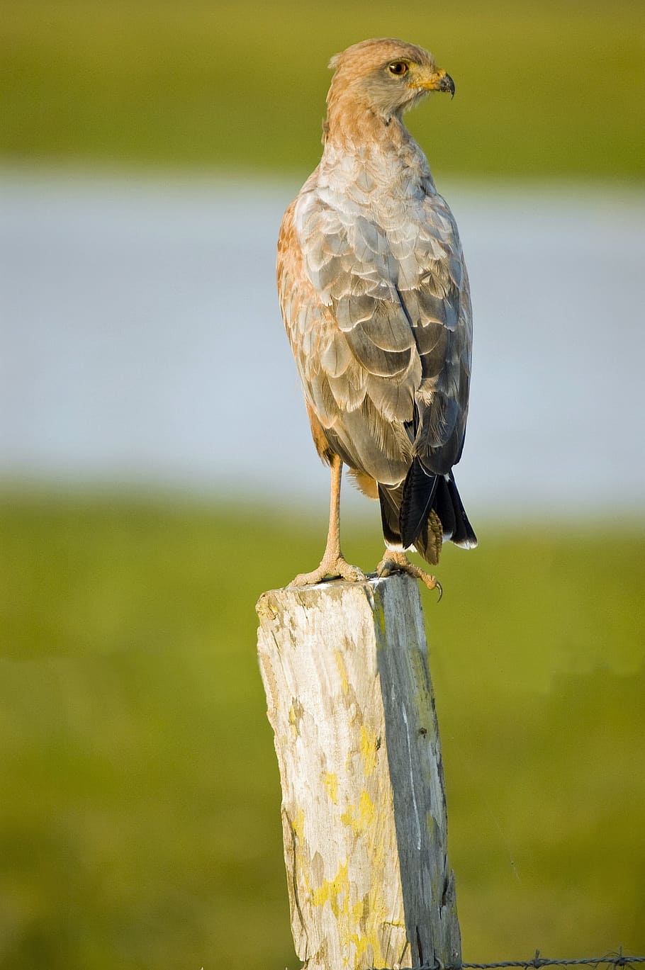 buzzard, nature, raptor, bird, fauna, animals, vertebrate, animal themes HD wallpaper