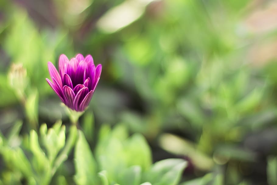 violet, flower, petal, bloom, nature, plant, garden, blur, flowering plant HD wallpaper