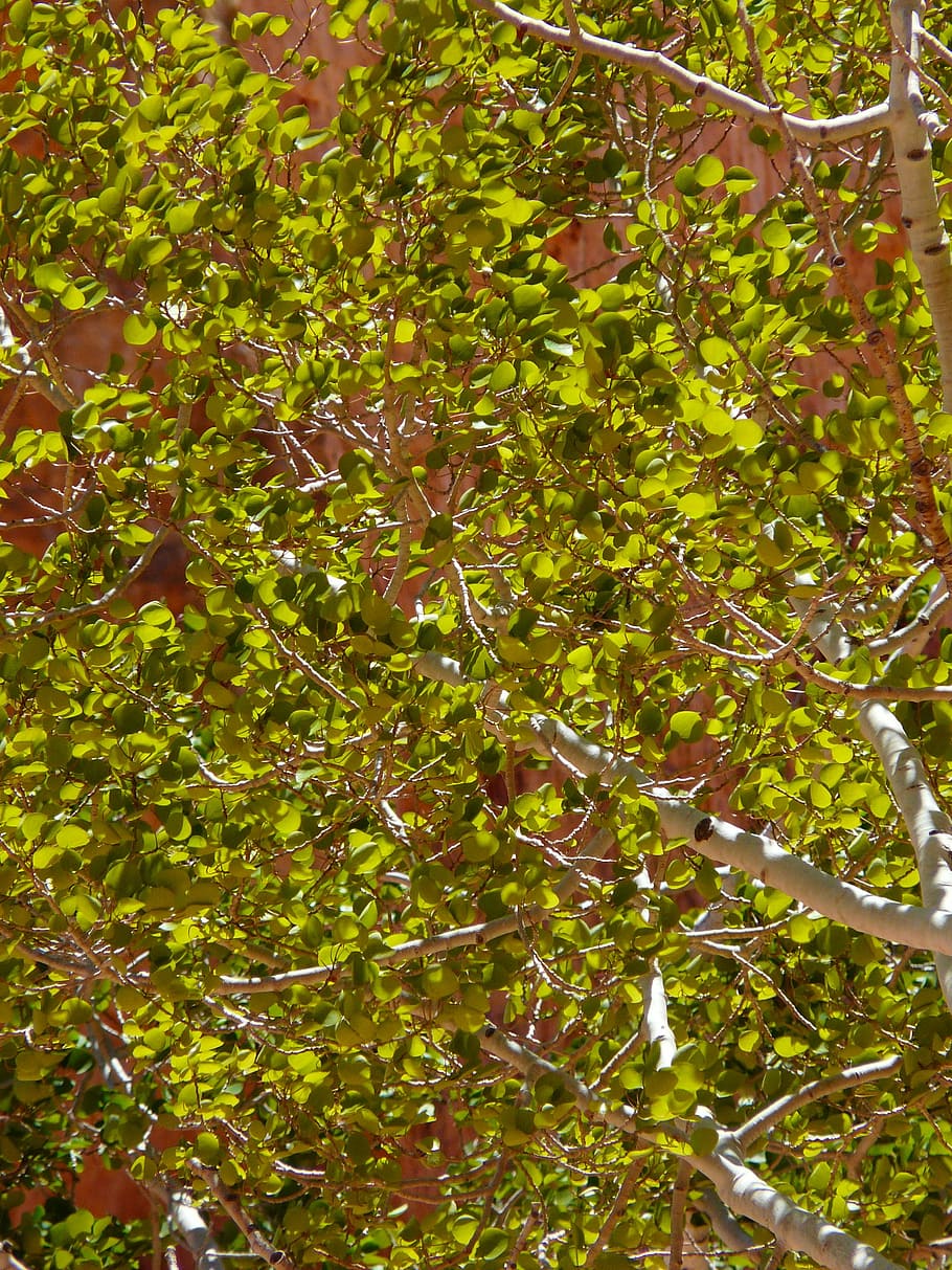 birch, tree, leaf, leaves, green, back light, airy, plant, growth HD wallpaper