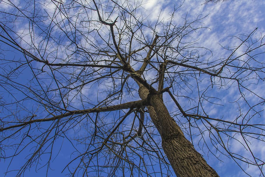 chongming, tree, winter, nature, branch, blue, sky, forest HD wallpaper