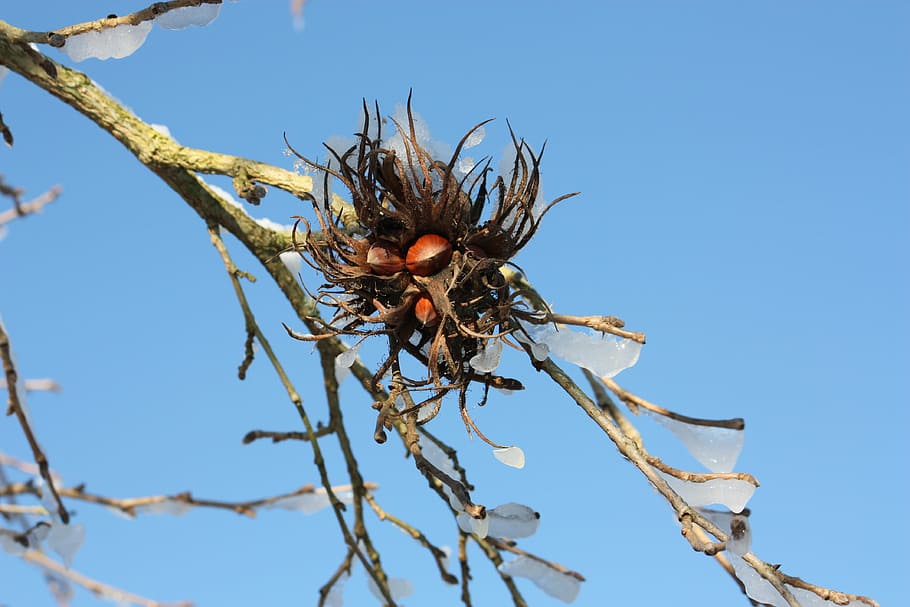 hazelnut, tree, winter, ice, snow, nature, cold, winter landscape HD wallpaper