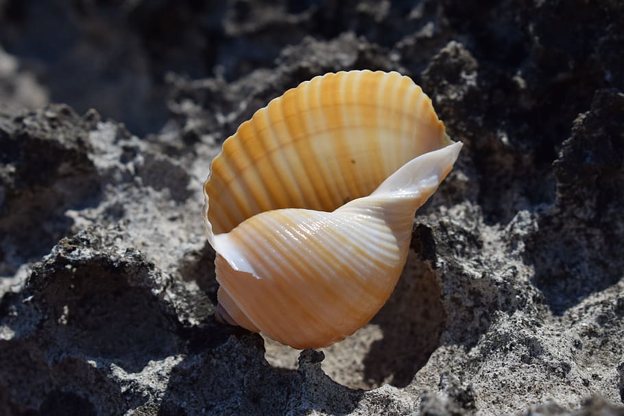 Shell, Beach, Nature, Seashell, summer, animal Shell, sea Life HD wallpaper
