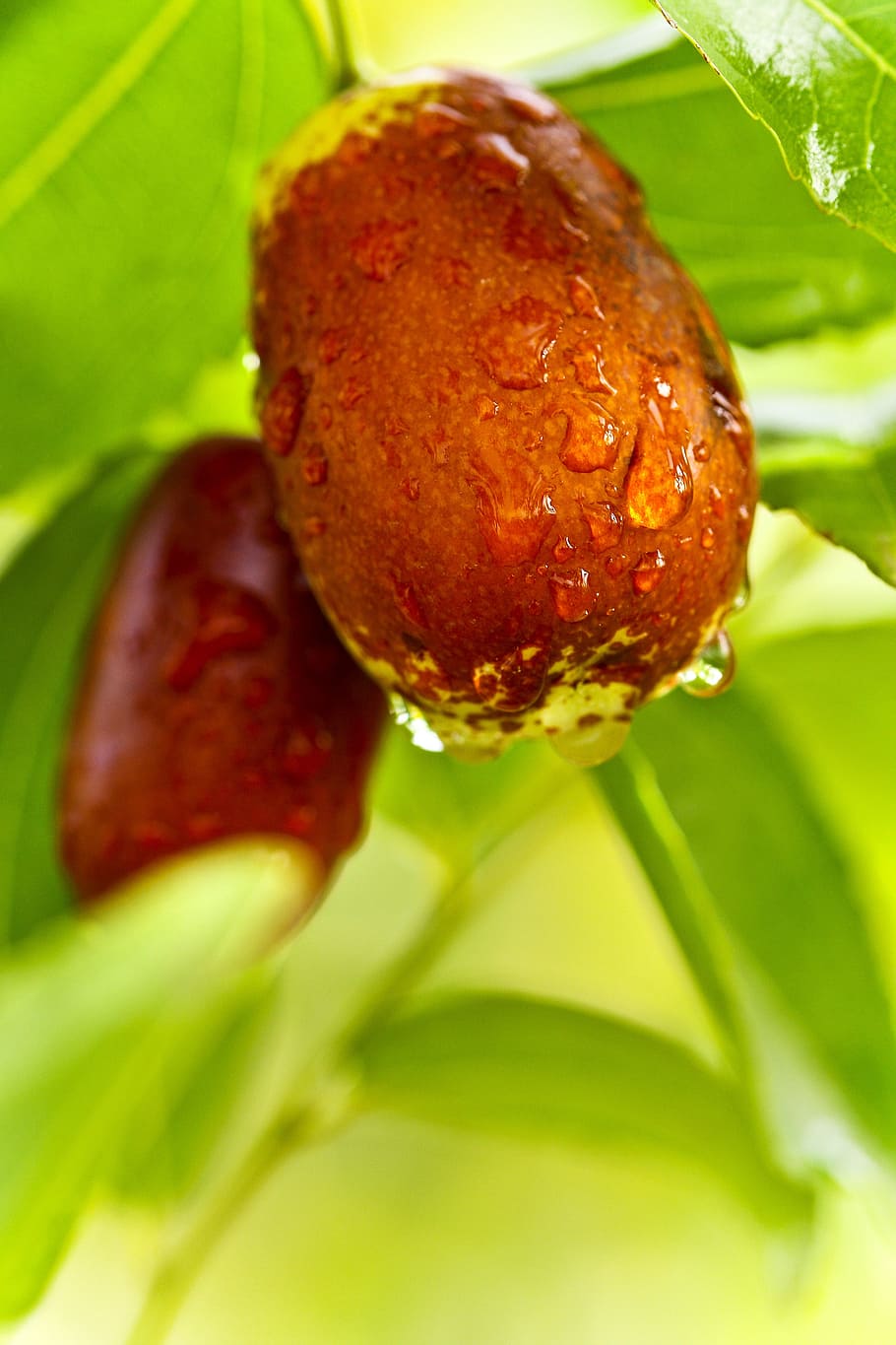 selective focus photography of two brown fruits, jujube, food, HD wallpaper