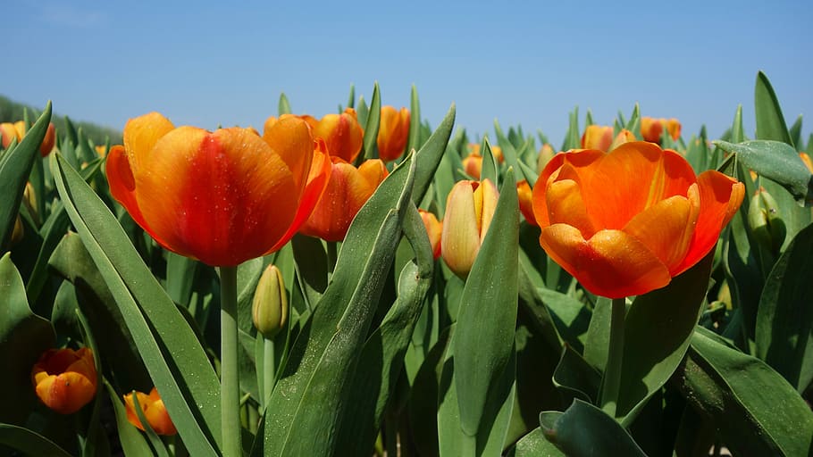 tulips, bulbs, spring, holland, tulip fields, flower, netherlands HD wallpaper