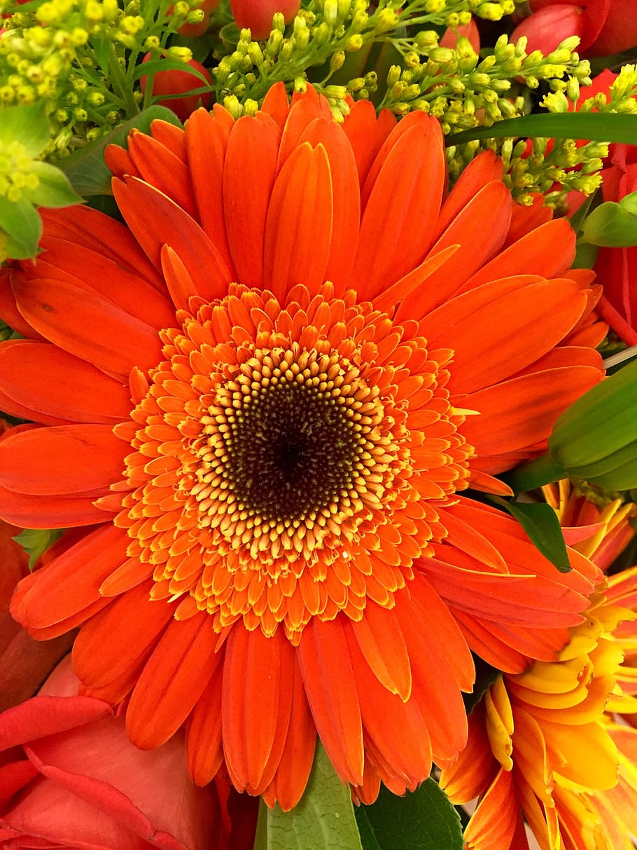 Orange and Black Petaled Flower in a Close Up Photography during Daytime HD wallpaper
