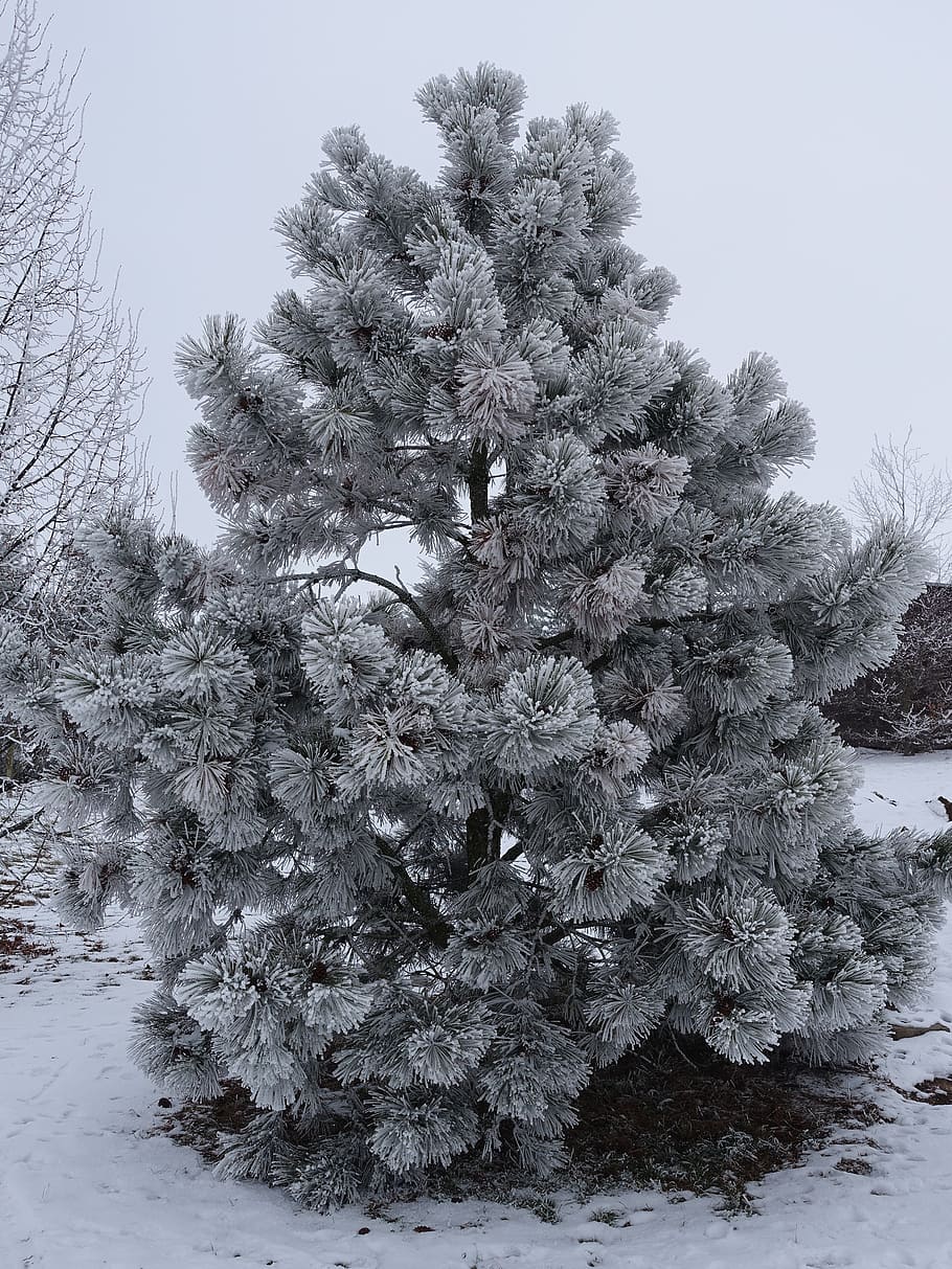 winter, hoarfrost, wintry, tree, cold, cold temperature, plant HD wallpaper