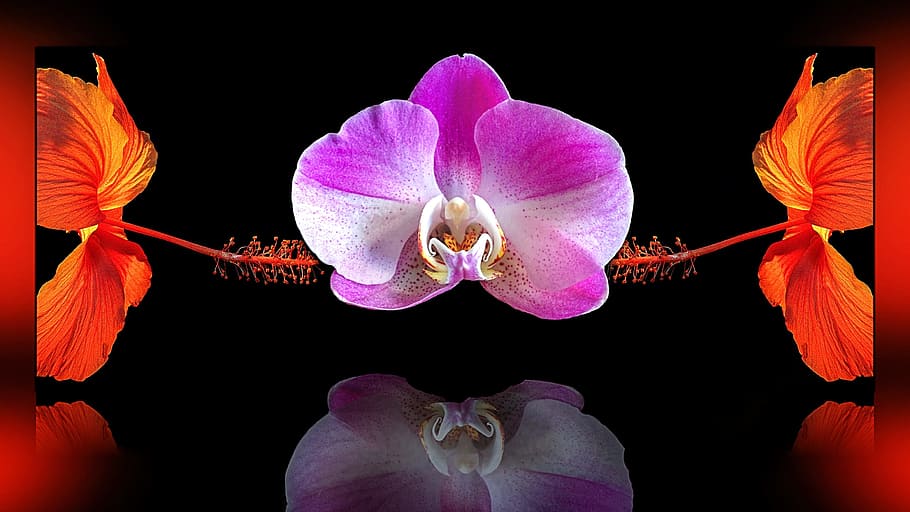 Composing, Flower, Orchid, Blossom, bloom, white violet, mirroring HD wallpaper