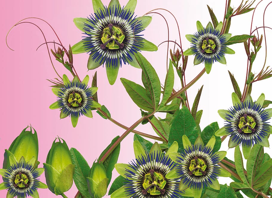 green flowers illustration, passionflower, amalgam, plant, freshness HD wallpaper